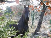 Photo Relais Equestre