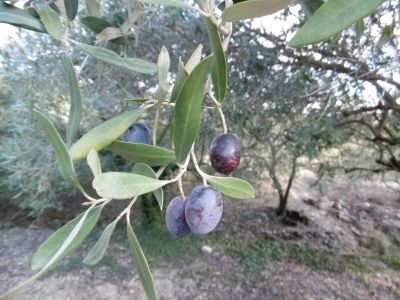 les olives pour notre huile